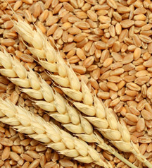 wheat